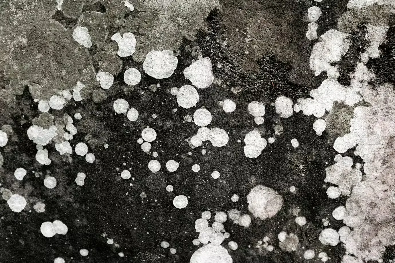 Does Mold Cause Autism?